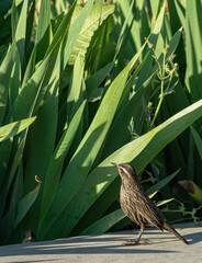 Aves parque nido comiendo sol