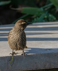Aves parque nido comiendo sol