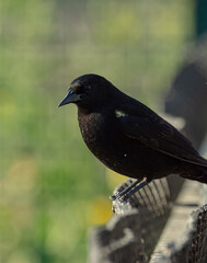 Aves parque nido comiendo sol