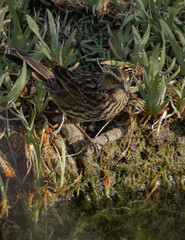 Aves parque nido comiendo sol