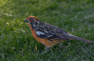 Aves parque nido comiendo sol