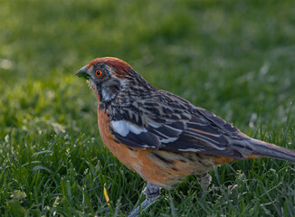 Aves parque nido comiendo sol