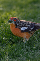Aves parque nido comiendo sol