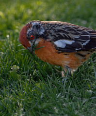 Aves parque nido comiendo sol