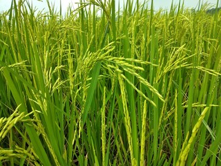 Fototapeta premium Rice 
