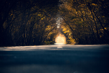  Asphalt road in the autumn leaf fall alley. The beauty of autumn. The road through the tunnel of...