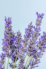 Lavender bouquet on a blue background, a bunch of lavandula plants in bloom, fresh aromatic herb