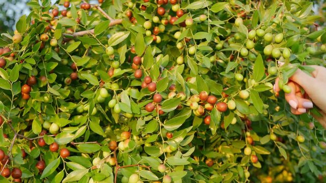 Ripe brown Ziziphus jujuba fruits with leaves on a Chinese date branch. Close-up. Exotic fruit jelly tree. Nature concept.