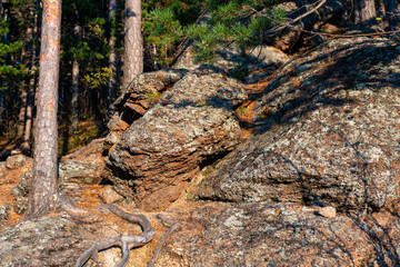 The massive roots of a pine tree are entwined with stones.
