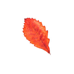 watercolor illustration of an orange autumn leaf