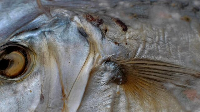 Spoiled Vomer smoked fish. Dry food mold. Dried fish moldy. Macro footage. Dolly shot.