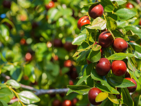 Ripe unabi on a tree branch in the garden. Close-up of tree branches with ziziphus fruits.  Fruit marmalade on a tree on a background of green leaves. Ripe juicy berries