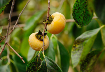 Persimmon fruits grow on tree