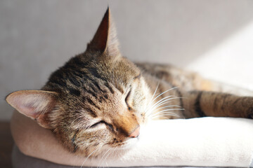 Fototapeta premium 眠るキジトラ
