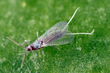Closeup of a  long-tailed mealybug - Pseudococcus longispinus (Pseudococcidae) on an orchid leaf, mealybugs are pests that feed plant juices. Insect - male, on the orchid.