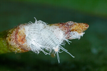 Closeup of a  long-tailed mealybug - Pseudococcus longispinus (Pseudococcidae) on an orchid leaf,...