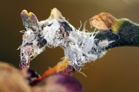 Closeup of a  long-tailed mealybug - Pseudococcus longispinus (Pseudococcidae) on an orchid leaf, mealybugs are pests that feed plant juices. Insect on the orchid.