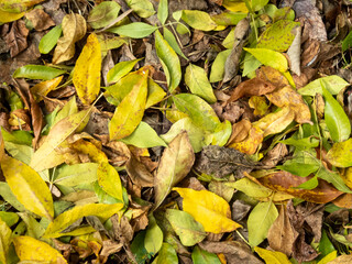 Colorful autumn leaves on the ground
