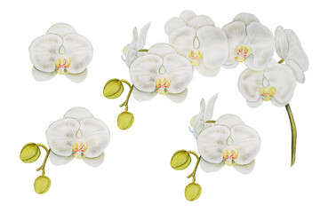 White branch of phalaenopsis orchid watercolor drawn set. Botanical illustration of white flowers and buds on a white background. For wreaths, cards, prints, invitations, business cards and design © Olga Shulgina