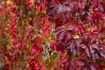 Naklejka na ściany i meble Red leaves of maiden grape selective focus in the foreground. Autumn bright backgrounds.