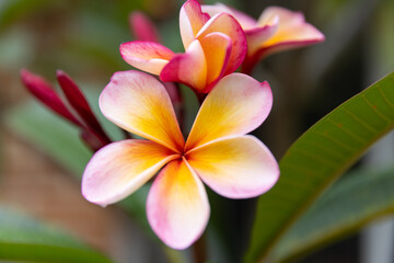 close up shot of pink frangipani flowers