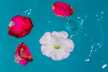 Photo for background. A white, red flower and petal on the water.