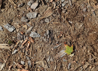 Texture: dry branches, pebbles and dust on the ground