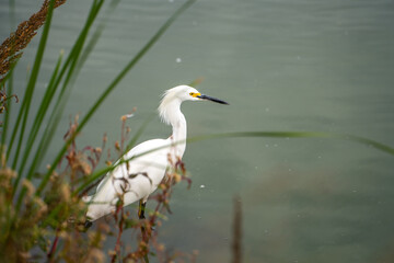 Obraz premium Snowy egret (Egretta thula) stands in the lake. 