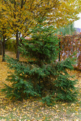 Green spruce on a green meadow among fallen autumn leave