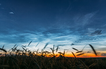 Night Starry Sky With Glowing Stars Above Countryside Landscape. Noctilucent Clouds Above Rural...