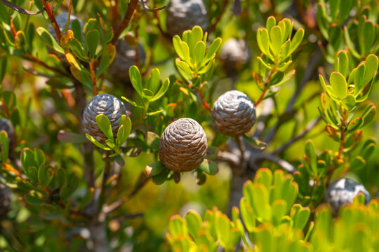 Close-up of Leucadendron cones (Silver-ball Conebush)