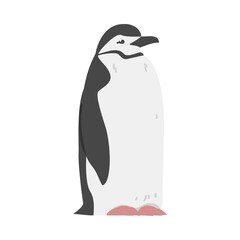 Chinstrap Penguin as Aquatic Flightless Bird with Flippers for Swimming in Standing Pose Vector Illustration