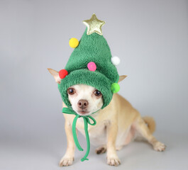 brown  short hair chihuahua dog, wearing green christmas tree hat  costume sitting on gray background  and looking at camera, isolated.