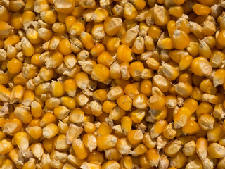 Heap of Dry Maize, dried Yellow Corn, dried Sweet Corn Wholesale. Close-up texture of organic yellow maize or corns seed grains. Texture background. Corn is a plant that provides high carbohydrates.
