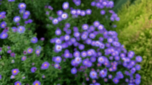 Purple daisies on flower bed: slow mo shot with twisting and reverse disfocus. Autumn bright colorful flower bed with purple flowers.