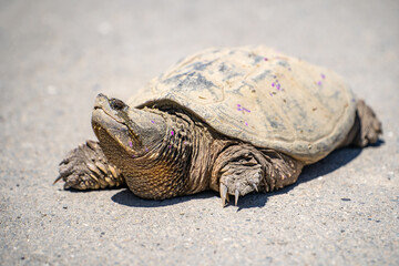 Common Snapping Turtle walks in the park.