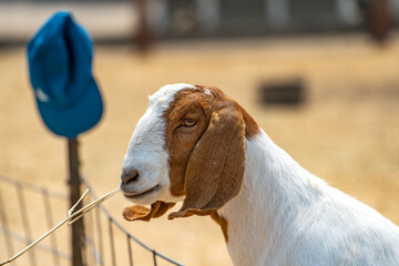  A goat eating dry grass. 