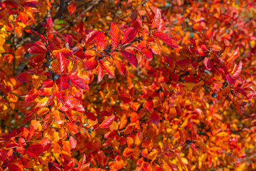 Red and orange leaves and berries on the branches of a black chokeberry bush on a sunny autumn day