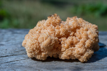 Lion's Mane mushroom or Hericium erinaceus , a medicinal and edible mushroom, close up