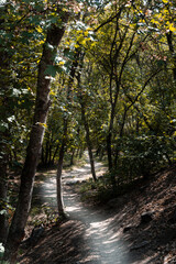 Obraz premium path in the forest
