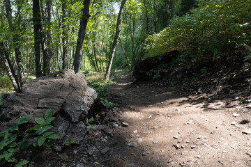 mountain bike trail in woods
