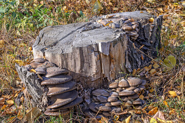Mushrooms on a birch stump on a sunny autumn day close-up