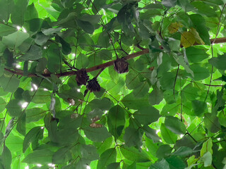 green leaves on a branch