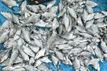 Fresh Thai carp or Silver barb fish, Fresh fish on blue background.