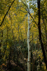 Obraz premium aspen tree in autumn