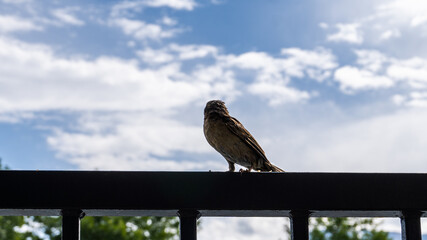 small bird perched with sky