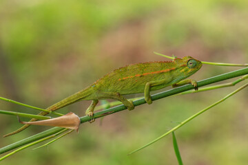 Coarse Chameleon - Trioceros rudis, beautiful colored lizard from African forests, Rwenzori, Uganda.