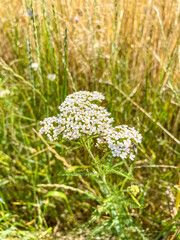 Noble yarrow