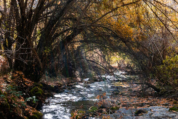 Obraz premium autumn stream in the woods