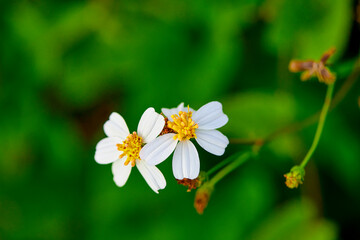closeup white daisy blooming on green leaves background
